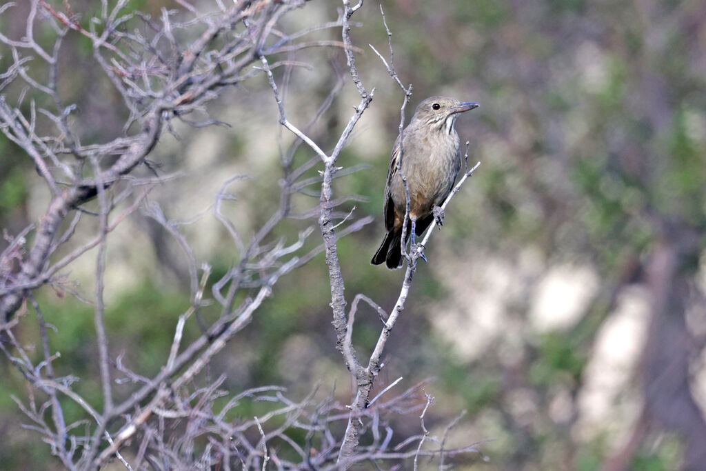 Great Shrike-Tyrantadult