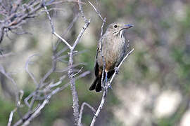 Great Shrike-Tyrant