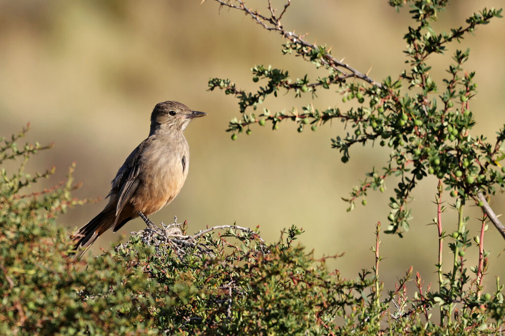 Great Shrike-Tyrant