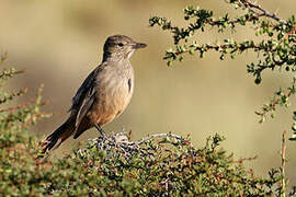 Great Shrike-Tyrant