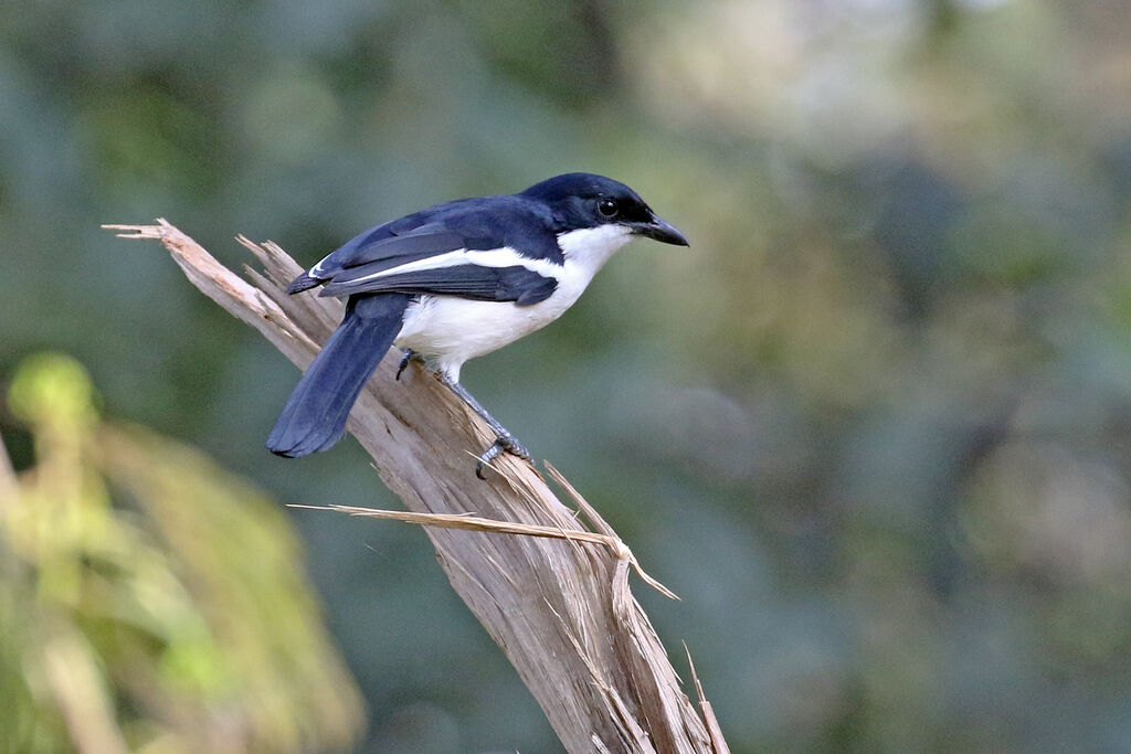 Tropical Boubouadult