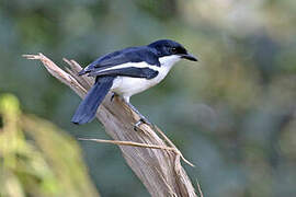 Tropical Boubou