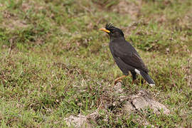 Great Myna