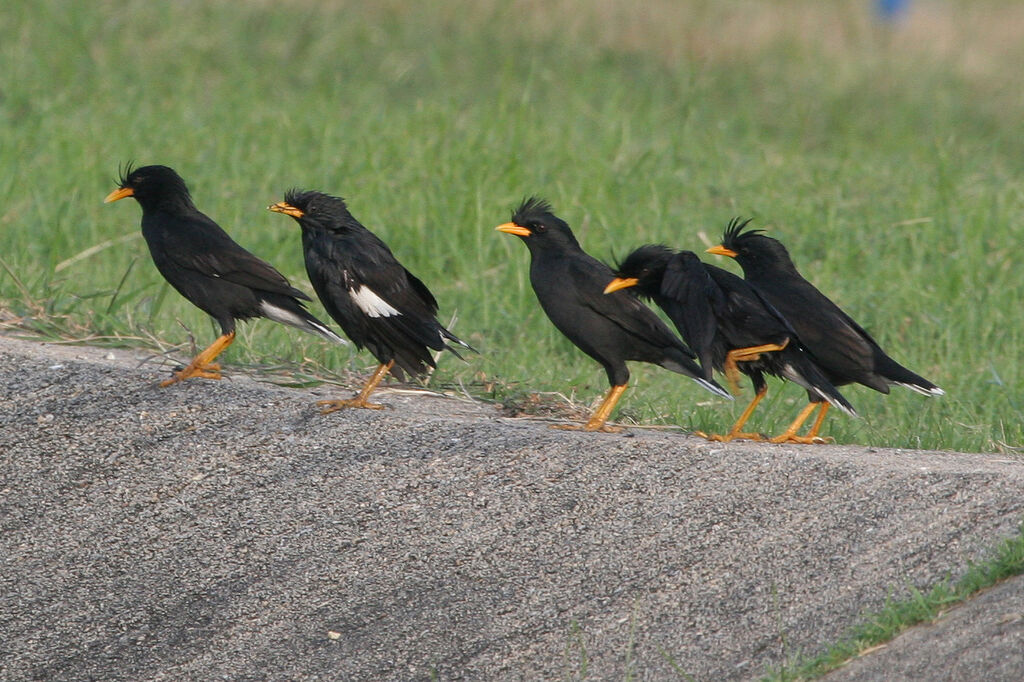 Great Myna