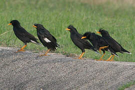 Great Myna