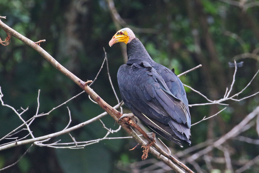 Greater Yellow-headed Vultureadult