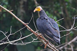 Greater Yellow-headed Vulture