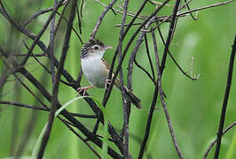 Indian Grassbird