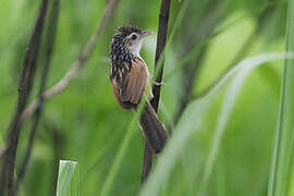 Indian Grassbird