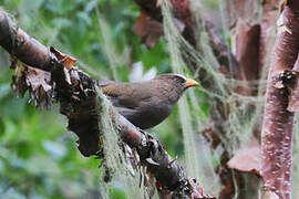 Great Parrotbill