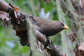 Great Parrotbill