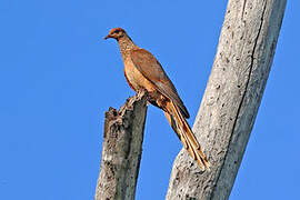 Timor Cuckoo-Dove