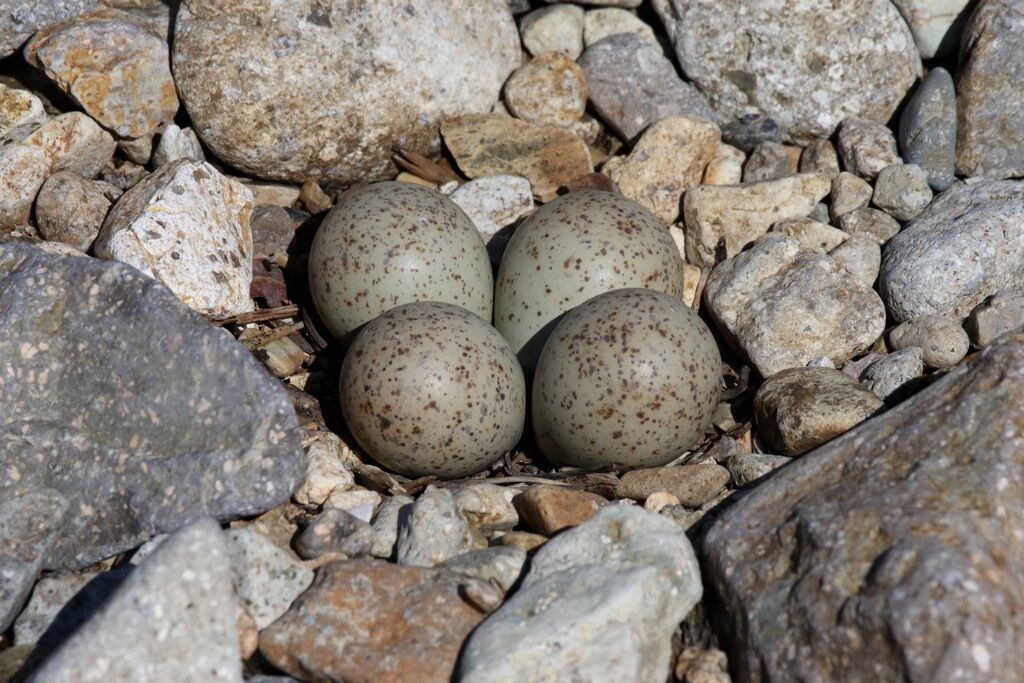 Long-billed Plover, Reproduction-nesting