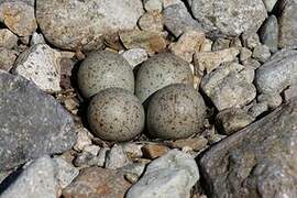 Long-billed Plover