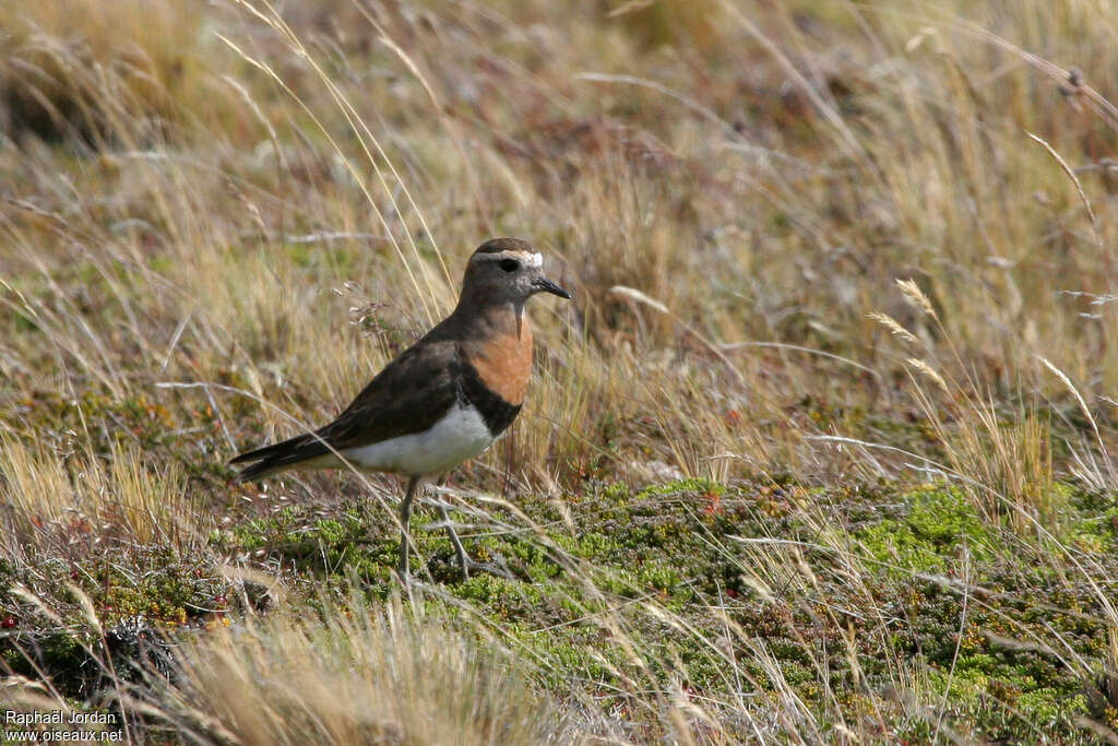 Rufous-chested Ploveradult breeding, identification