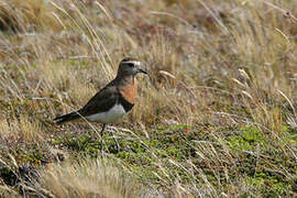 Rufous-chested Plover