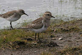 Rufous-chested Dotterel