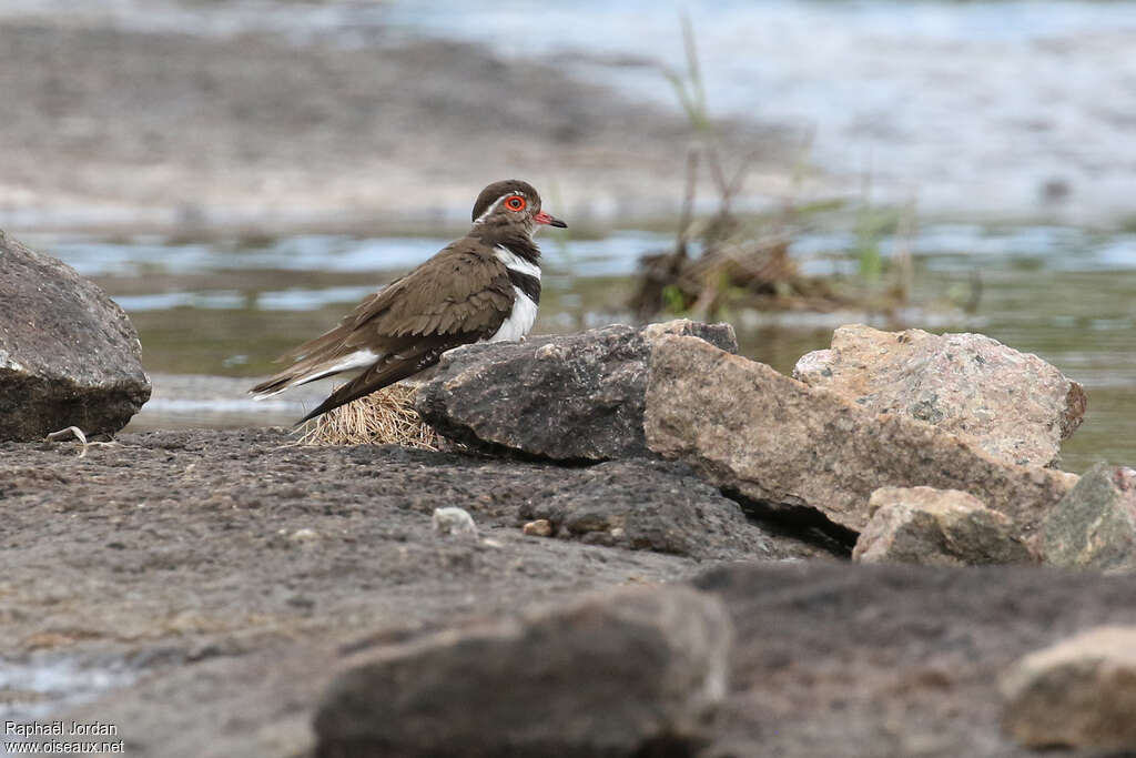 Forbes's Ploveradult, habitat