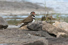 Forbes's Plover