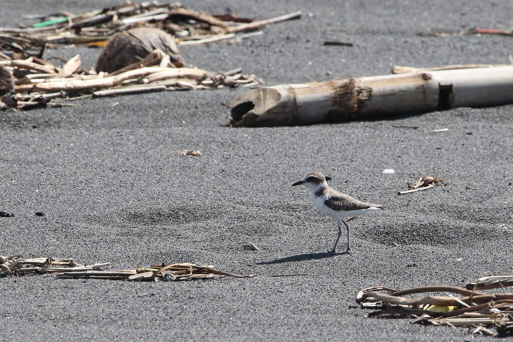 Javan Plover