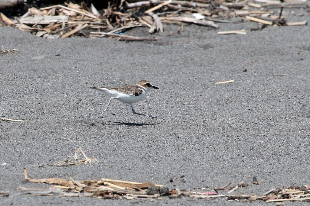 Javan Plover