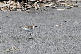 Javan Plover