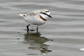 Chestnut-banded Plover