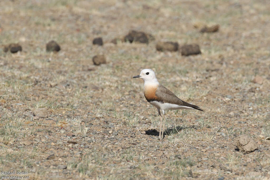 Oriental Plover male adult breeding, identification