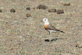 Oriental Plover