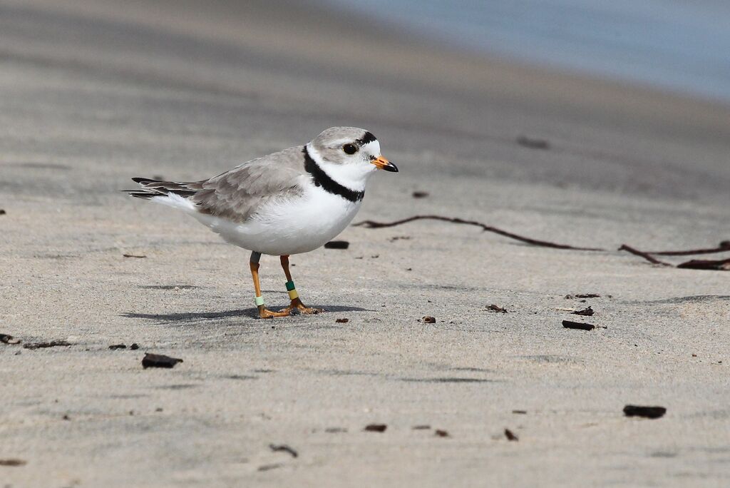 Piping Ploveradult breeding