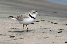 Piping Plover