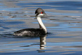 Junin Grebe