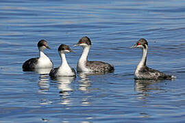 Junin Grebe