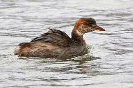 Titicaca Grebe