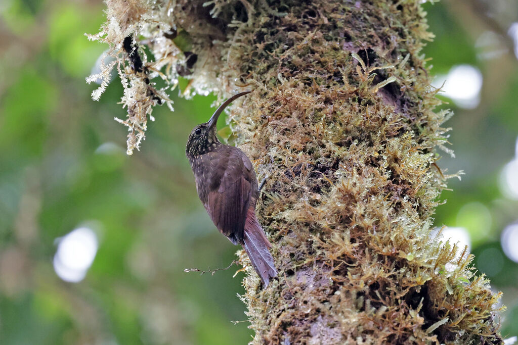 Brown-billed Scythebill