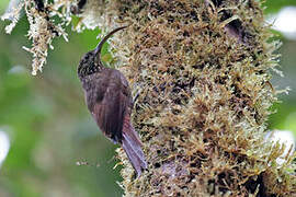 Brown-billed Scythebill