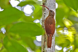 Curve-billed Scythebill