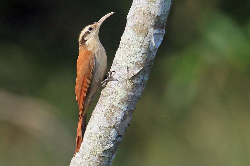 Narrow-billed Woodcreeperadult