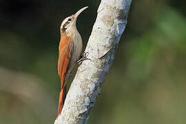 Narrow-billed Woodcreeper