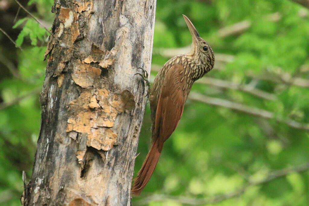 Ivory-billed Woodcreeper