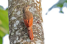 Ivory-billed Woodcreeper