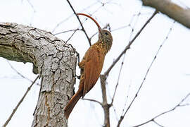 Red-billed Scythebill