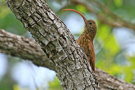 Red-billed Scythebill