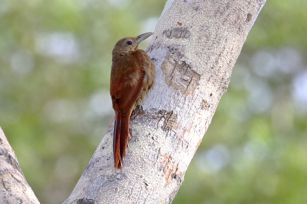 Cinnamon-throated Woodcreeper