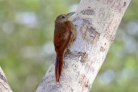 Cinnamon-throated Woodcreeper