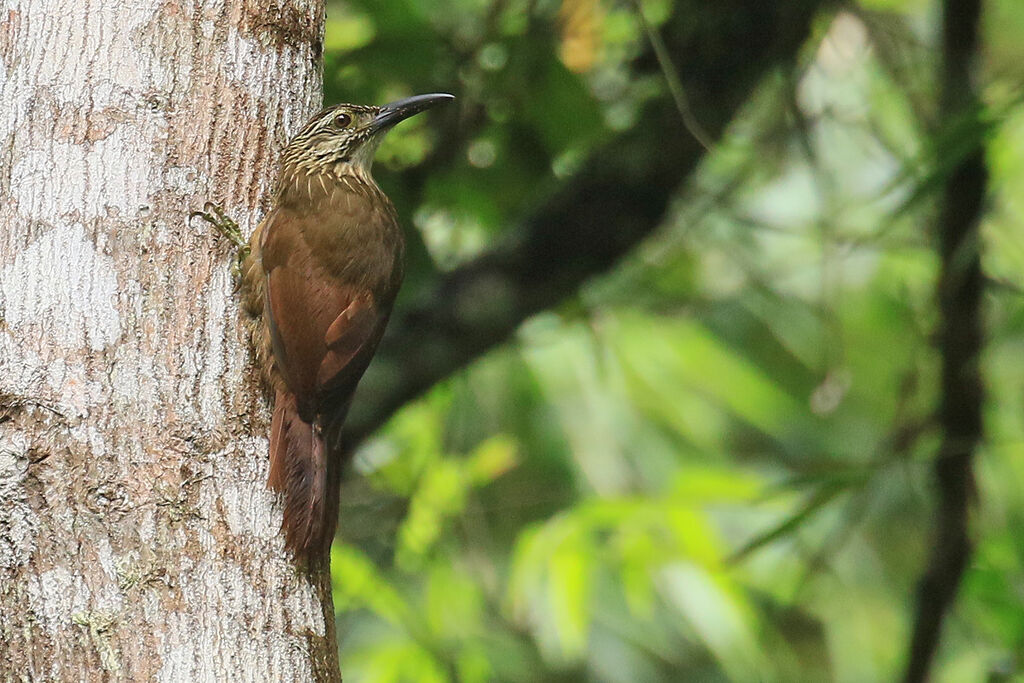 White-throated Woodcreeperadult