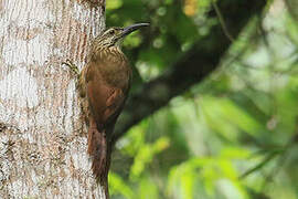 White-throated Woodcreeper