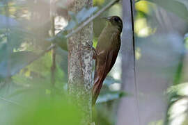 White-chinned Woodcreeper