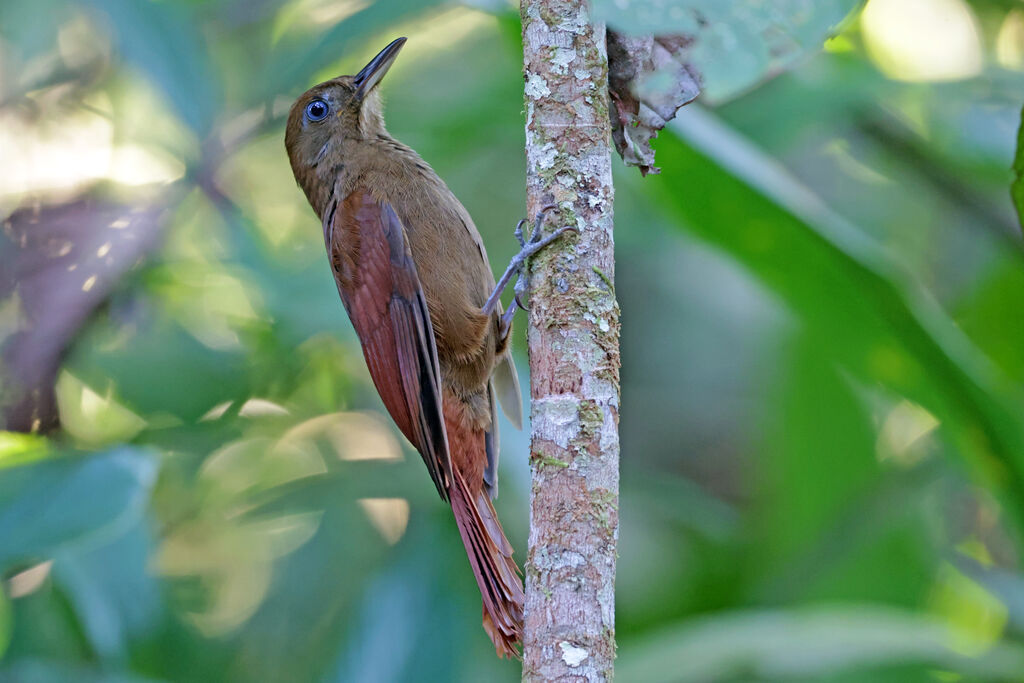 White-chinned Woodcreeper