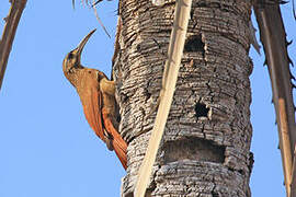 Moustached Woodcreeper